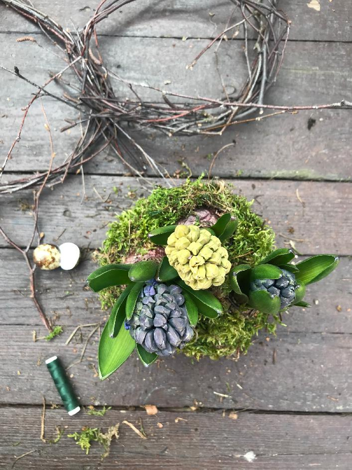 Kořenový bal hyacintů obalíme mechem a omotáme nití, nebo vázacím drátkem.