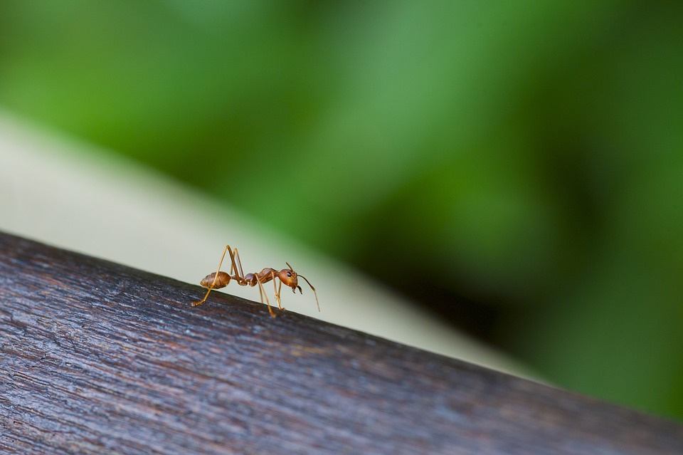 Mravenci mají dokonalý čich. Jak si jednou najdou cestu k vám do kuchyně, těžko se z ní dostávají. Foto: Pixabay.com