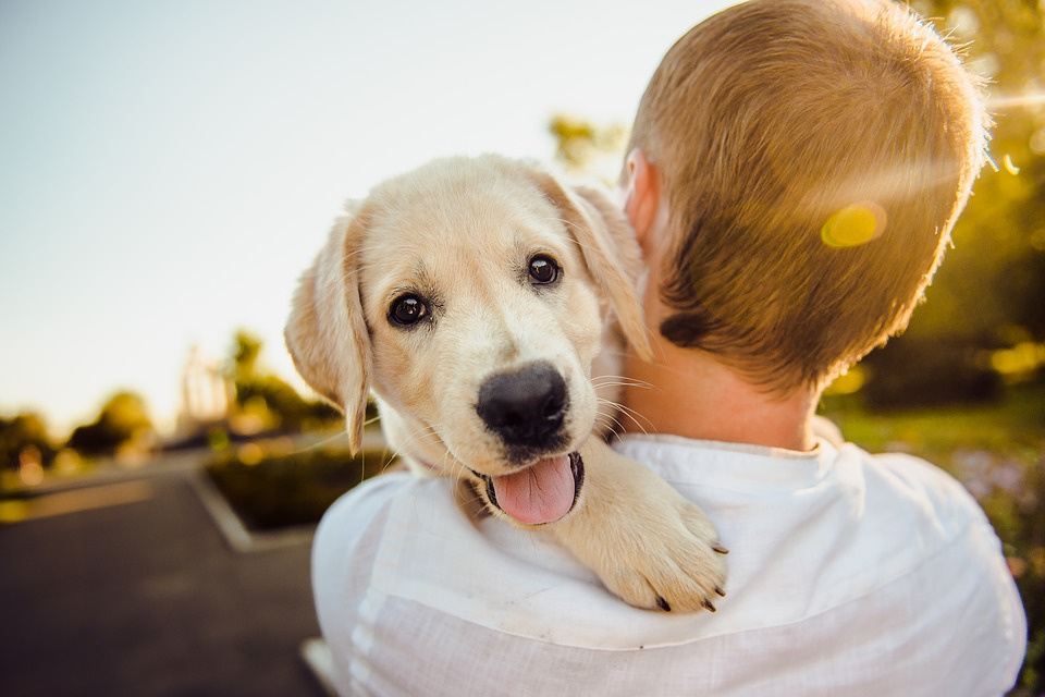Vaše štěně vás bezmezně miluje. Oplaťte mu jeho lásku svou pozorností a třeba i naším dárkovým balíčkem! Foto: Pixabay.com