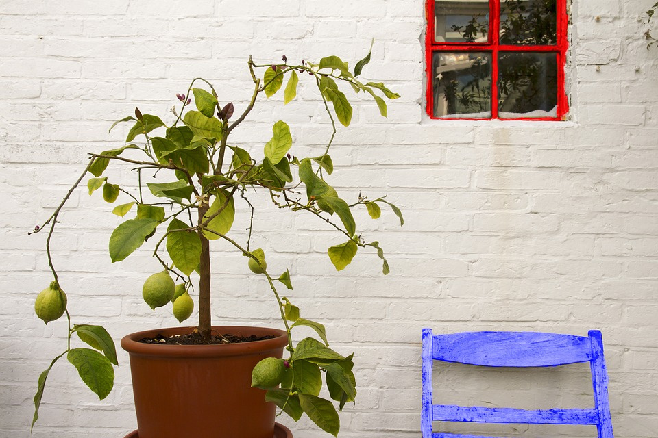 Pokud citrus na podzim přenesete do bytu a postavíte nad topení, výsledkem bude leda opadání listů a nakonec úhyn rostliny! Foto: Pixabay.com