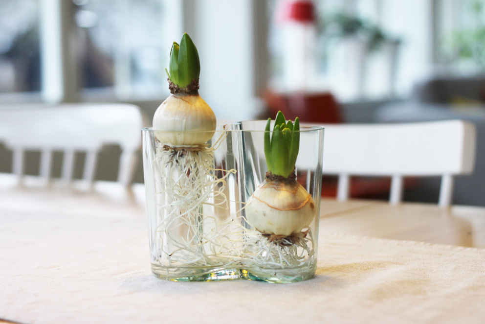 Skleněné cibulové vázy se používají k rychlení cibulovin v zimních měsících nebo na začátku jara.