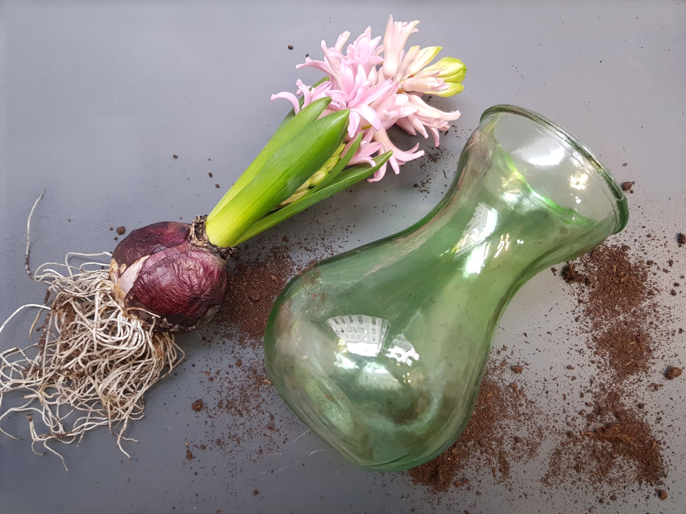Kromě klíčení cibulí a pecek se dají klíčící vázy použít jako klasické skleněné vázy na menší květiny.