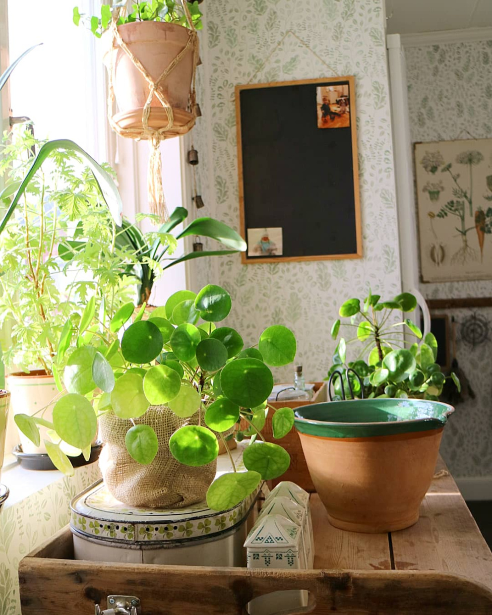 Pokojové rostliny zdobí interiér. Většina z nich tráví léto venku.&nbsp;
