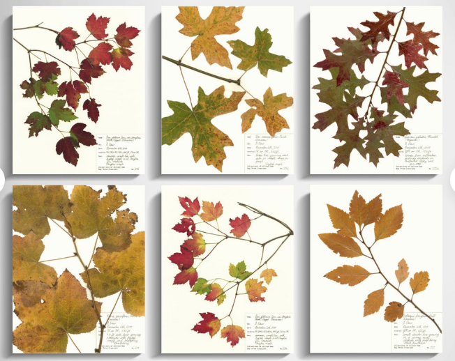 DIY dekorace u podzimního listí pro malé i velké