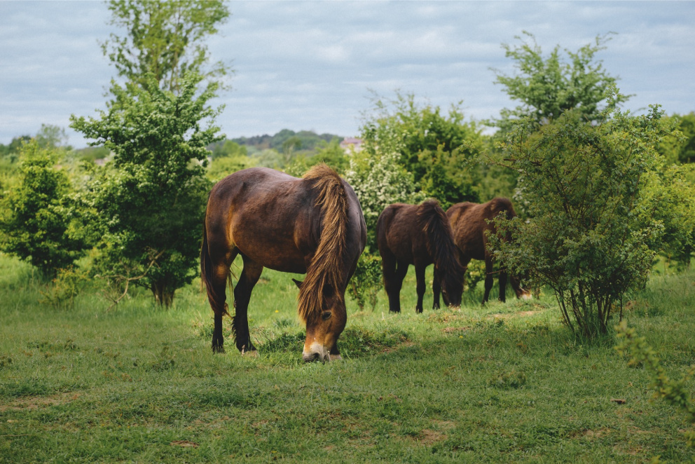 Tyto koně sem z anglického Exmooru přivezla nestátní organizace Česká krajina v rámci projektu záchrany otevřené krajiny, aby do bývalého vojenského prostoru spolu se zubry a pratury znovu vrátili život.  