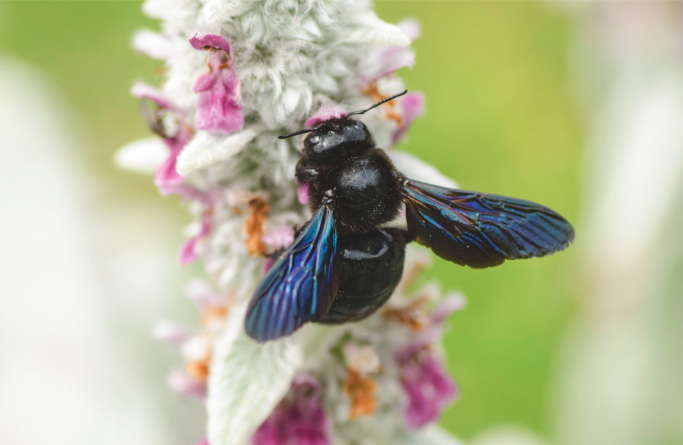 Včela poustevnice – drvodělka fialová
