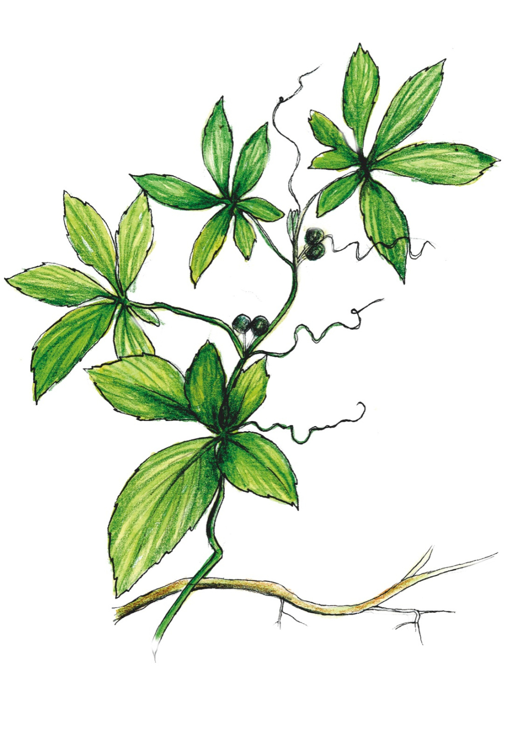 Gynostema pětilistá, Gynostemma pentaphyllum