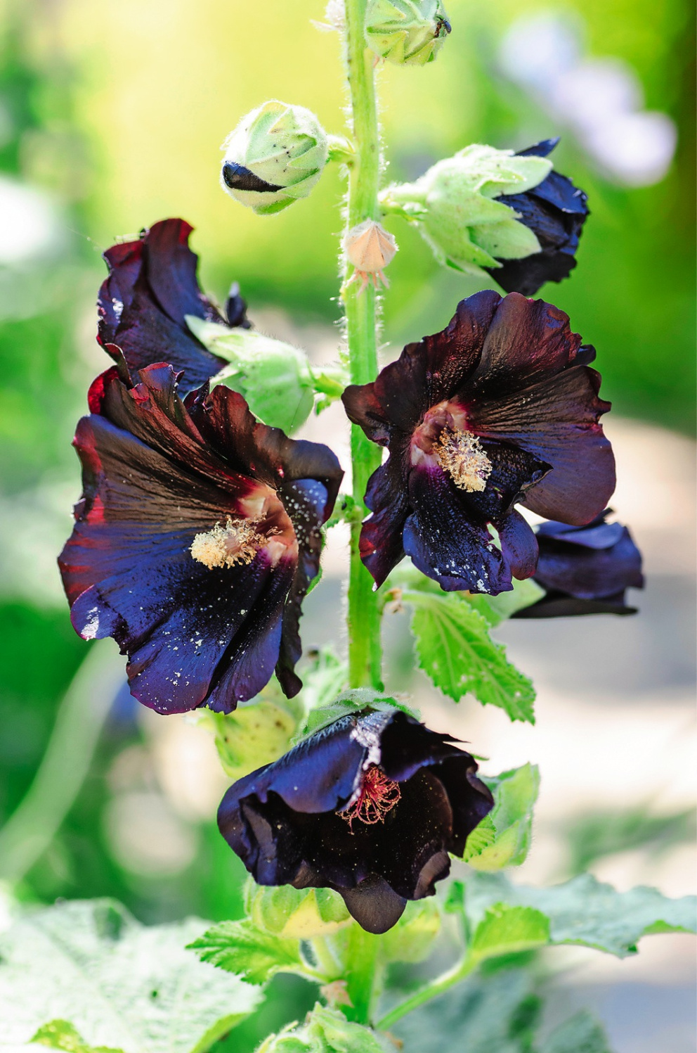 Nádherné květy topolovky černé
