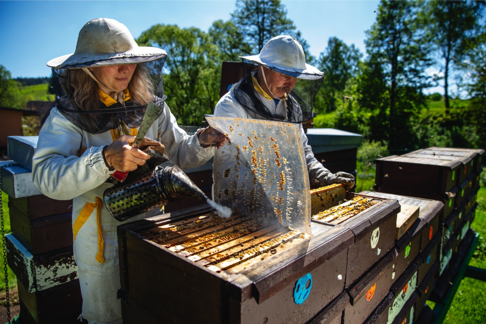 Vybírání medových plástů z úlů