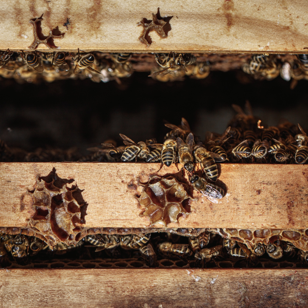 Včely přinášející pyl do úlů