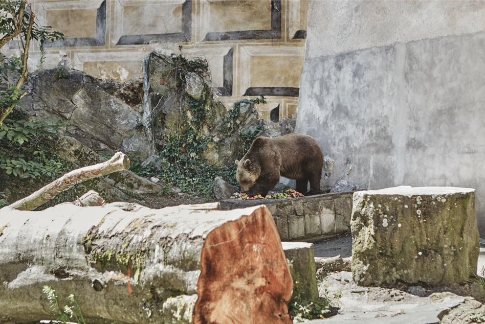 Obyvatelka českokrumlovského medvědího příkopu