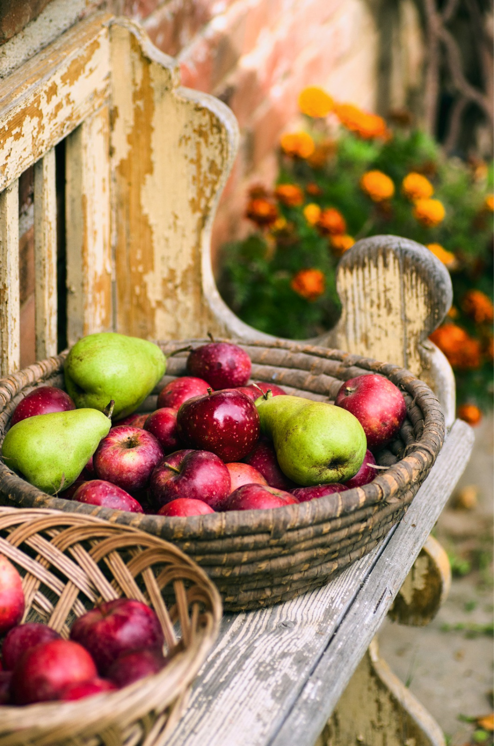 Jablíčka jeptišky, starobylá odrůda ze 16. století
