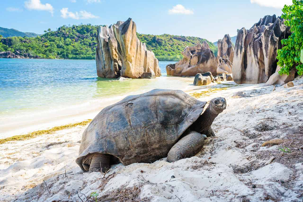 Ohrožené želvy na Seychelách