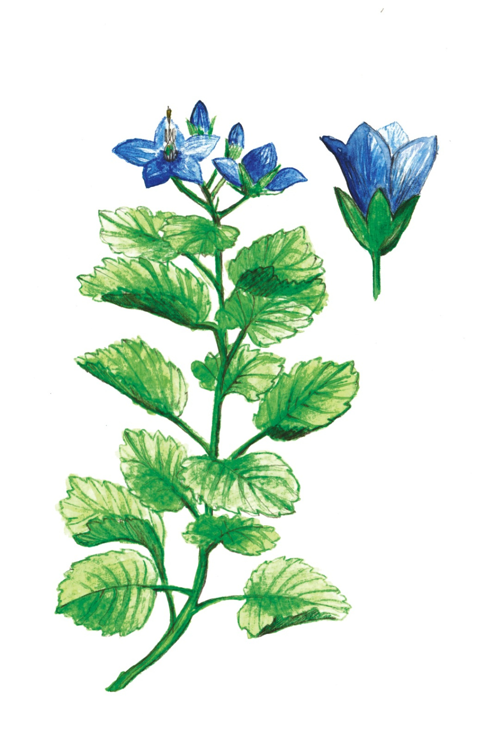 Zvonek stejnolistý – Campanula isophylla