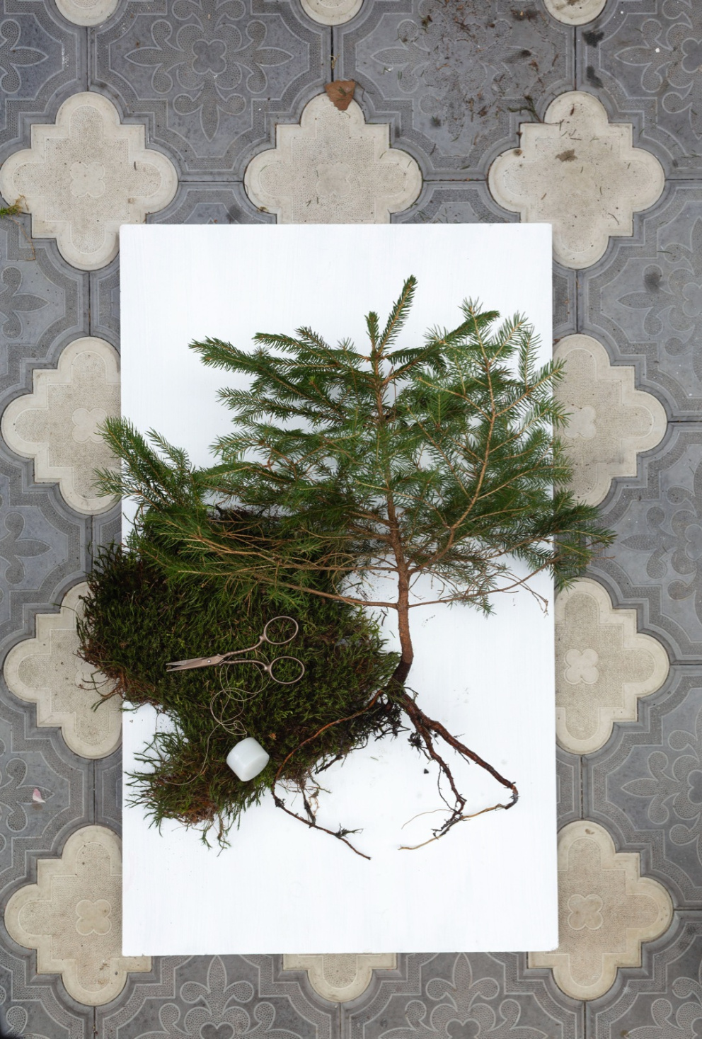 Místo klasického stromku si vyrobte vánoční kokedami a pověste, kam se vám zlíbí!