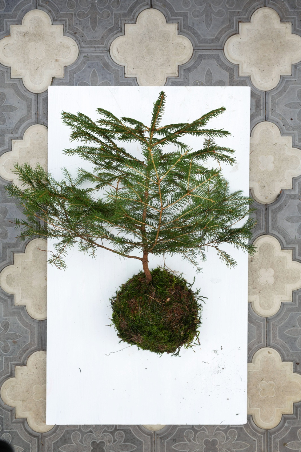 Místo klasického stromku si vyrobte vánoční kokedami a pověste, kam se vám zlíbí!