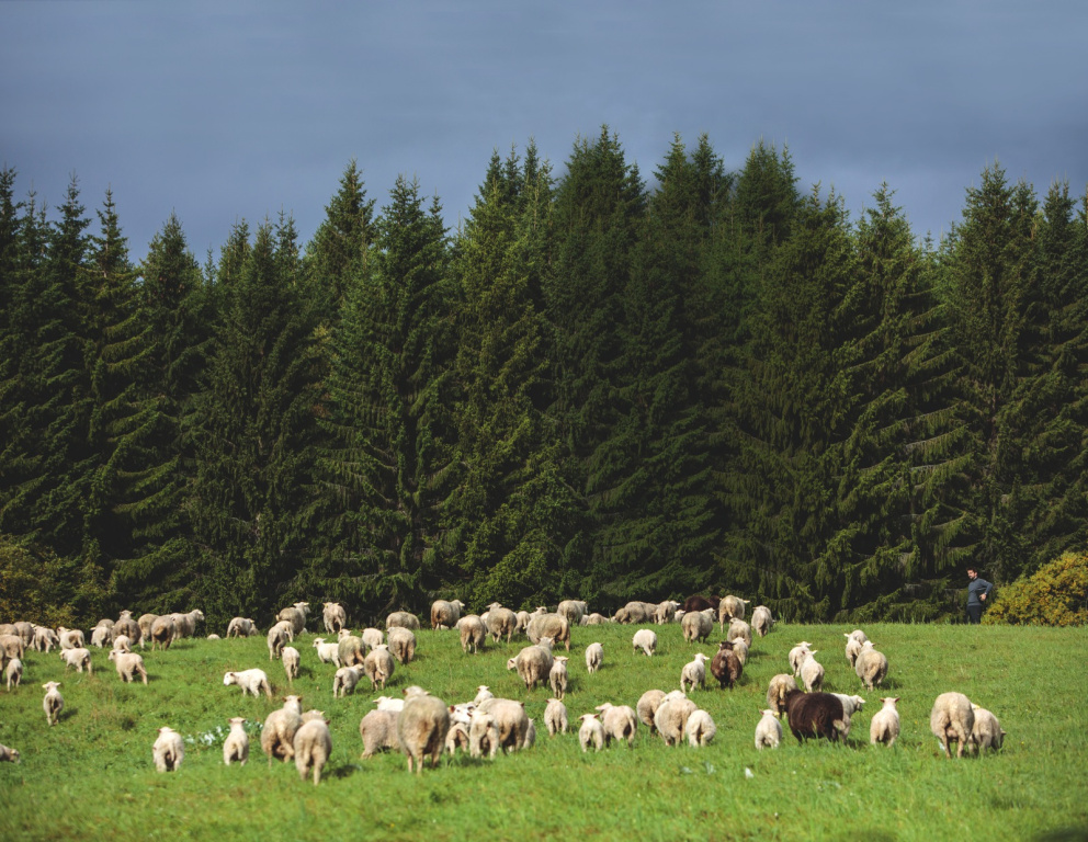 Stádo ovcí merino