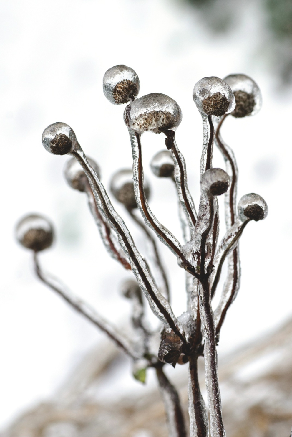 Zmrzlá voda vykouzlila z plodenství podzimních sasanek skleněné perly. O důvod víc, proč je nutné trvalku seříznout až zima skončí...