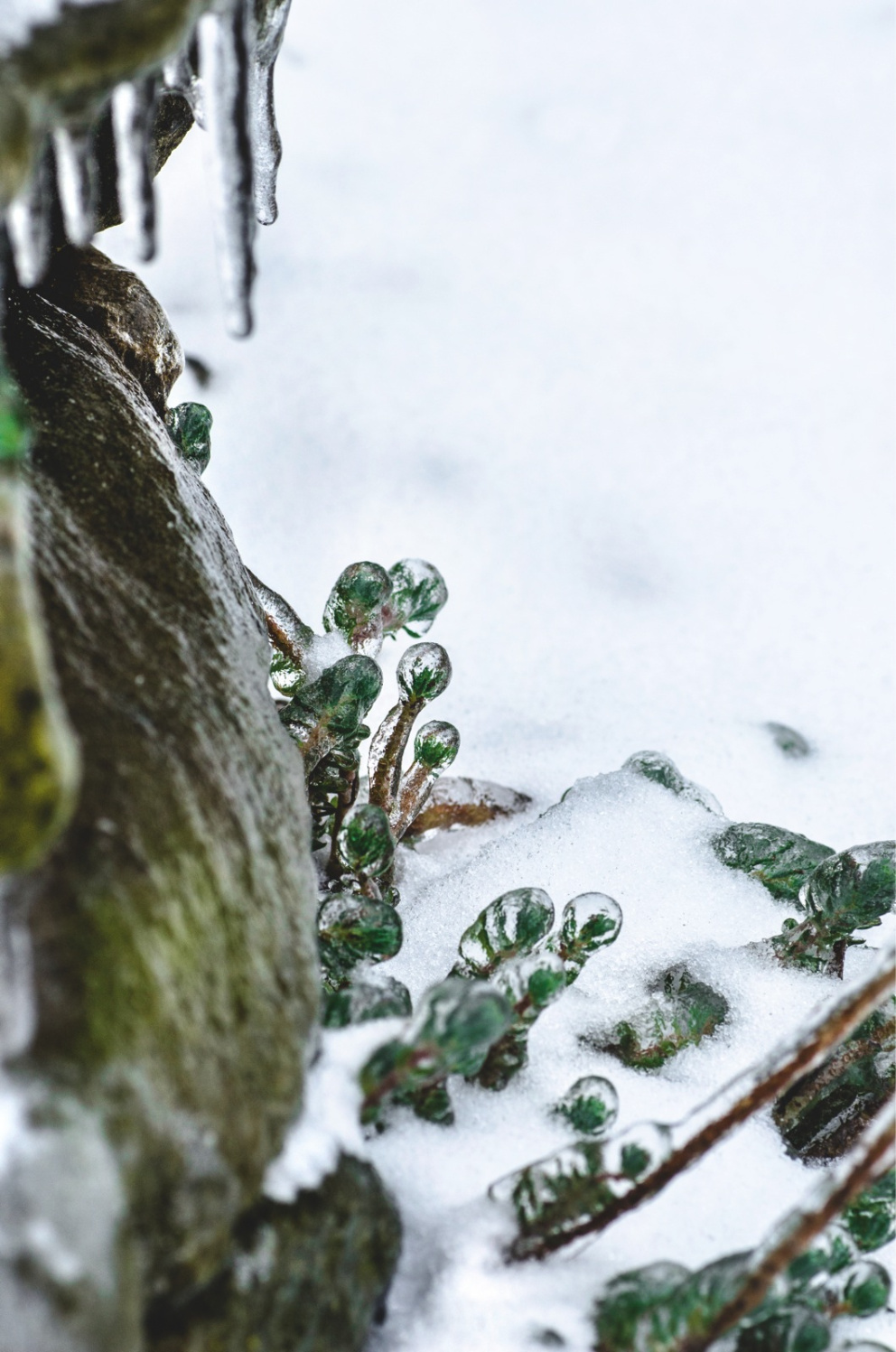 Pod ledem se navzdory mrazivým podmínkám zelenají krátké dužnaté listy  rozchodníku skalního. Ledový krunýř drobné rostlince neublíží.