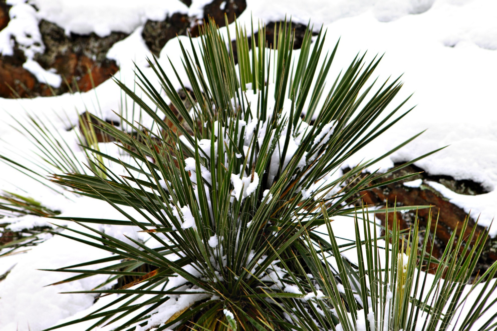 Pod sněhem ježí ostré listy rozmanité druhy juk.
