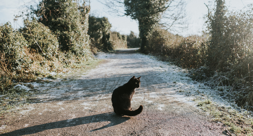 černá kočka na cestě