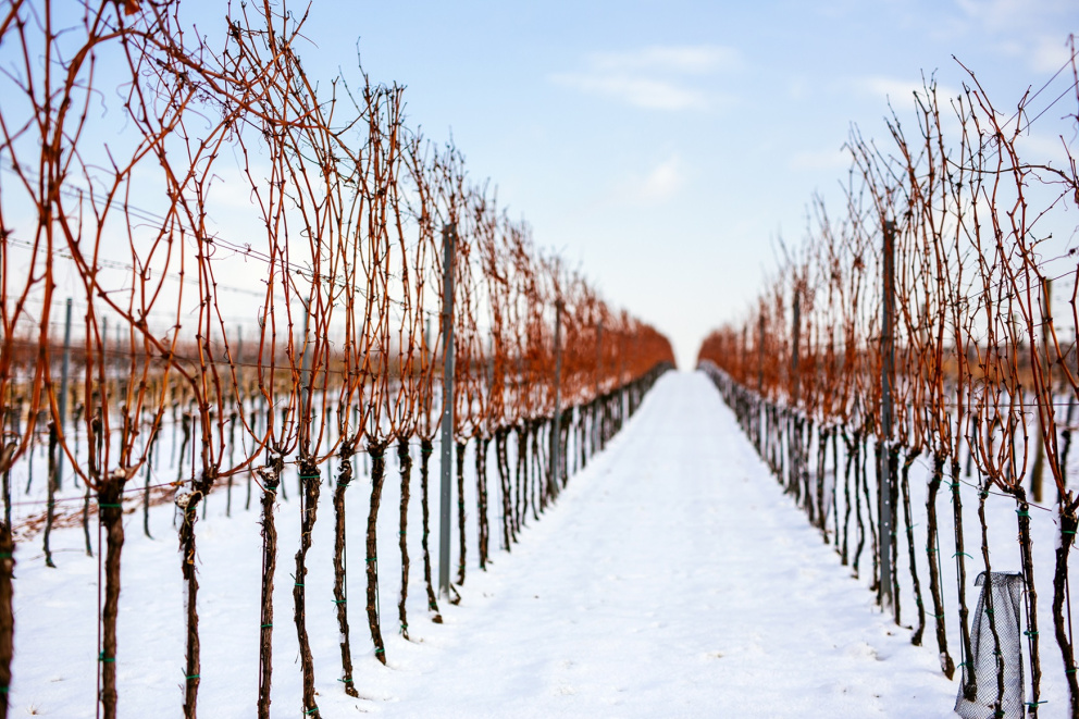 Vinohrad v zimě