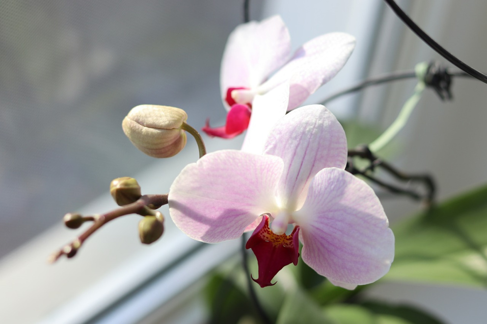 Pěstování orchidejí.
