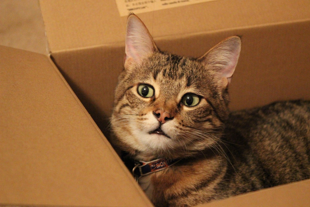 Kočka v krabici.