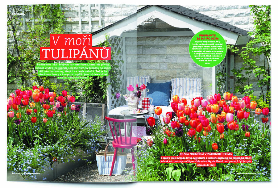 Zahrada   Tulipány jsou v plném květu. Pojďte se pokochat krásou a naplánujte si jejich záplavu ve vaší zahradě na příští jaro! 