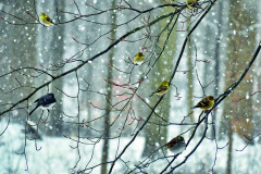 Ptáci v zimě