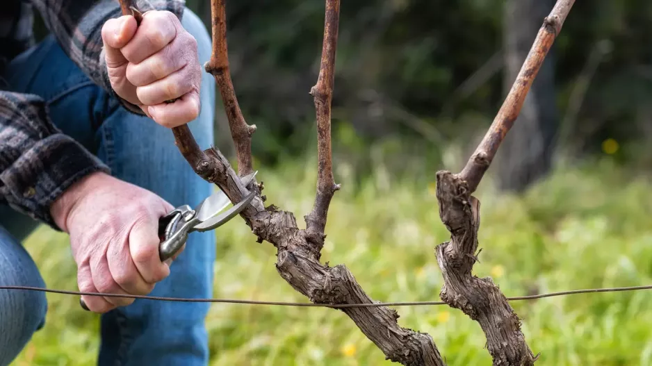 Prořezávání vinné révy v říjnu přináší bohatší úrodu a zdravější keře