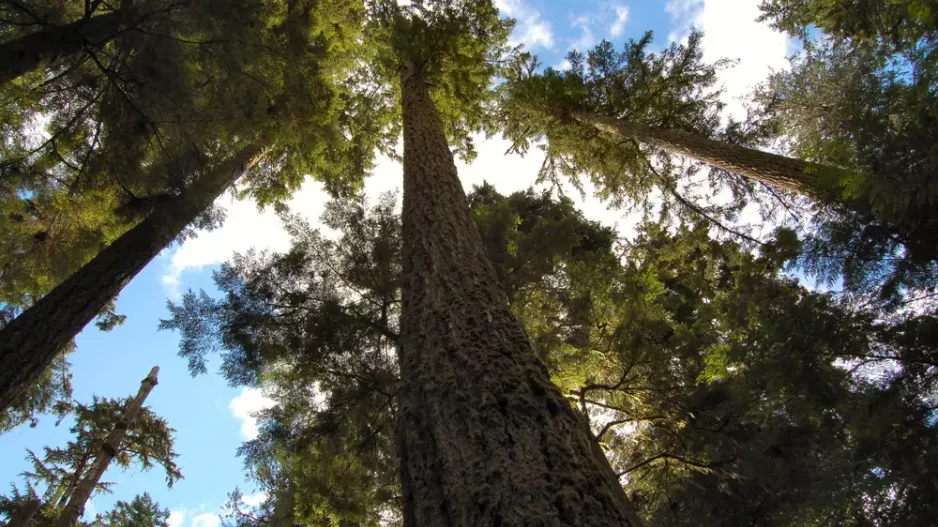 Nejvyšší strom v Česku fascinuje výškou i příběhem. Douglaska tisolistá na Jablonecku dosáhla přes 66 metrů a stále roste