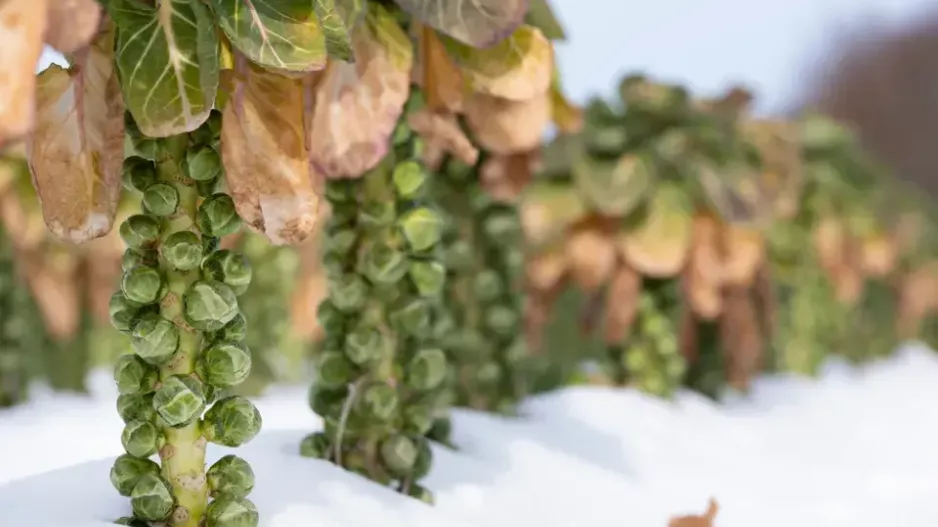 Mráz jako kuchař. Kdo nechá růžičkovou kapustu promrznout, zjistí, jak opravdu chutná