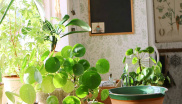 &lt;p&gt;Pokojové rostliny zdobí interiér. Většina z nich tráví léto venku.&amp;nbsp;&lt;/p&gt;
