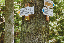 Turistické značky najdeme nejčastěji na stromech