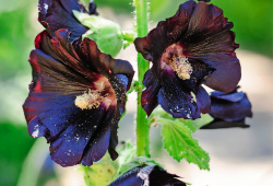 Nádherné květy topolovky černé